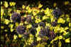 Allium caeruleum