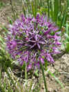 Allium rosenbachianum
