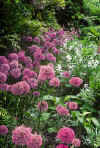 Allium xhollandicum (aflatunense)