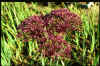Allium Firmament