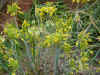 Allium flavum