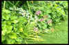 Allium cernuum