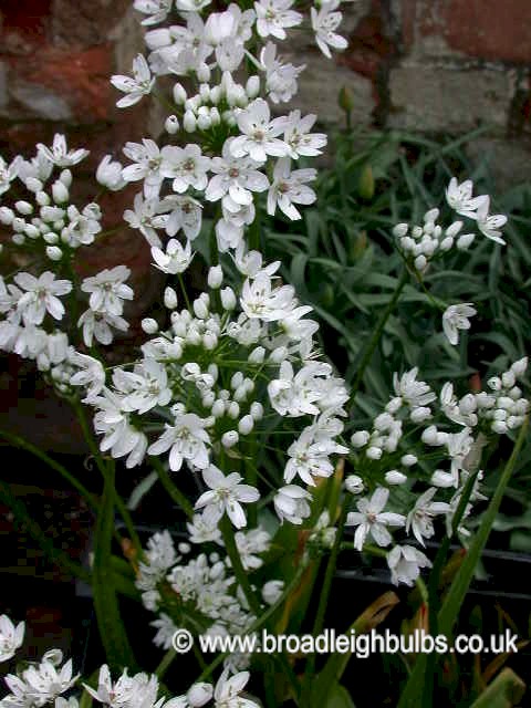 White Scented Flowers