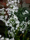 Allium cowanii
