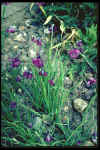 Allium farreri