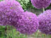 alliumgiganteum2.jpg (63807 bytes)
