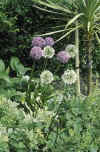 Allium Globemaster and Mount Everest