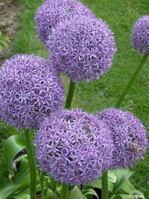 Flower June Flower June