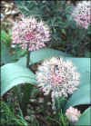 Allium karataviense