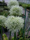 Allium Mount Everest