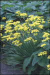 Allium moly