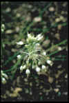 Allium pulchellum album