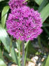 Allium Purple Sensation