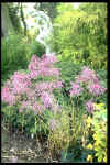 Allium pulchellum