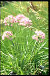 Allium senescens