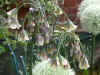 Allium siculum (nectoroscordum)
