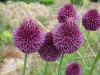 Allium sphaerocephalum