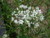 alliumtuberosum2.jpg (92530 bytes)