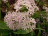 Allium unifolium