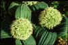 Allium karataviense Ivory Queen