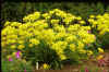 Allium moly Jeannine