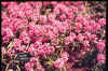 Allium oreophilum