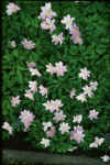 Anemone nemorosa Allenii