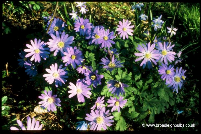 Anemone blanda blue