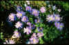 Anemone blanda blue