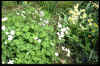 Anemone flaccida