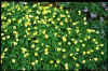 Anemone intermedia