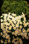 Anemone nemorosa