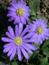 anemonebbluecu.jpg (69993 bytes)