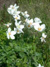 anemonesylvestris2.jpg (109131 bytes)