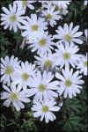 Anemone White Splendour
