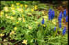 Anemone ranunculoides