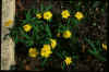 Anemone ranunculoides semi-plena