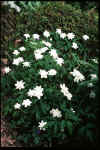 Anemone Vestal