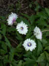 Anemone nemorosa Blue Centred Double