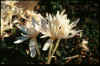 Colchicum autumnale Album Plenum