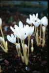 Colchicum autumnale Albut