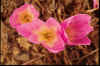 Colchicum Bornmeulleri
