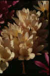 Colchicum byzantinum Albus
