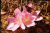 Colchicum byzantinum