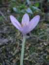colchicum autumnale.jpg (48814 bytes)