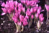 Colchicum The Giant