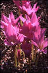 Colchicum speciosum