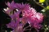 Colchicum Waterlily