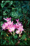 Colchicum cilicicum