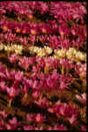 Colchicum Collection